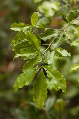 Picrella glandulosa