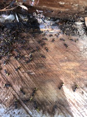 Dolichoderus extensispinus