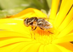 Eristalinus sepulchralis