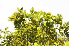 Cupaniopsis macrocarpa