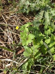 Ranunculus sieboldii