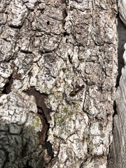 Dolichoderus extensispinus