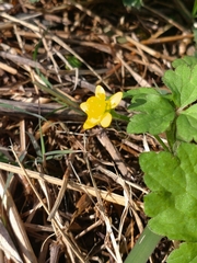 Ranunculus sieboldii