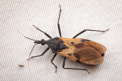 Triatoma dimidiata