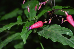 Stenostephanus haematodes