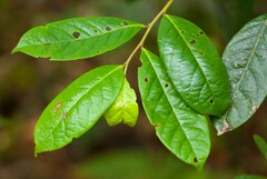 Glochidion billardierei