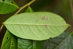 Glochidion billardierei