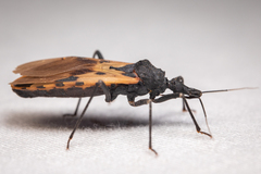 Triatoma dimidiata