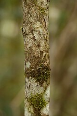 Glochidion billardierei