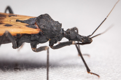 Triatoma dimidiata