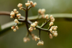 Psychotria calothyrsa