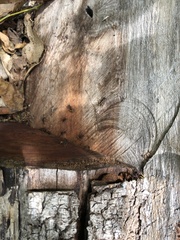 Dolichoderus extensispinus