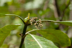 Psychotria calothyrsa