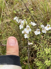 Euphrasia cuneata