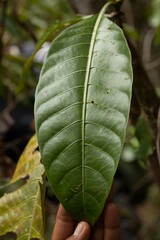 Psychotria calothyrsa