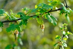 Ribes californicum