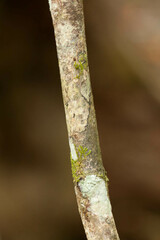 Psychotria calothyrsa