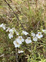 Euphrasia cuneata