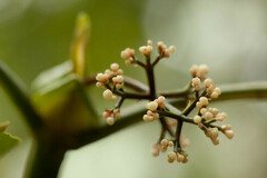 Psychotria calothyrsa