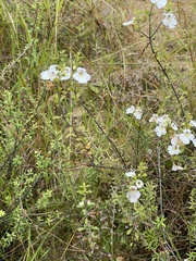 Euphrasia cuneata