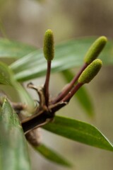 Freycinetia