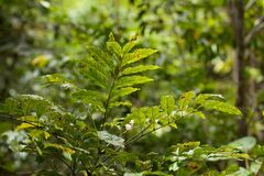 Lepidocupania glomeriflora