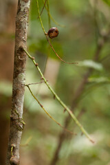 Lepidocupania glomeriflora
