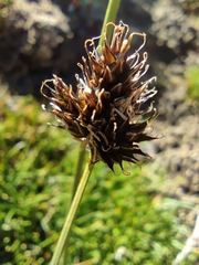 Carex macloviana