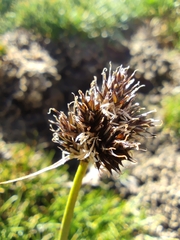 Carex macloviana