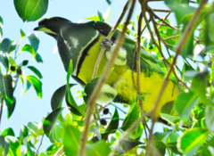 Drepanoptila holosericea