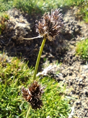 Carex macloviana