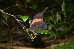 Pereute charops charops