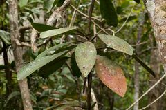 Phelline