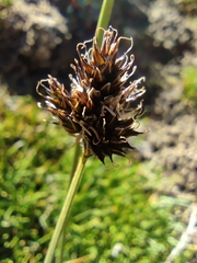 Carex macloviana