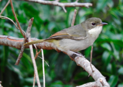 Pachycephala caledonica