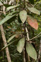 Phelline