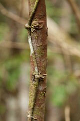 Phelline