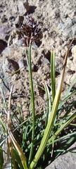 Carex macloviana