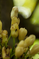 Oxera subverticillata