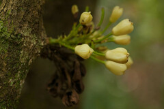 Oxera subverticillata