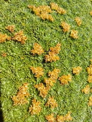 Azorella