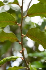 Diospyros macrocarpa