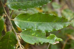 Diospyros macrocarpa