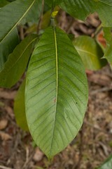 Gardenia oudiepe