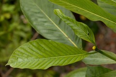 Gardenia oudiepe