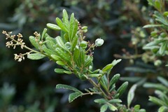 Guioa villosa