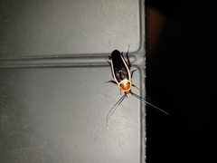 Pseudomops septentrionalis