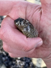 Clinocottus recalvus
