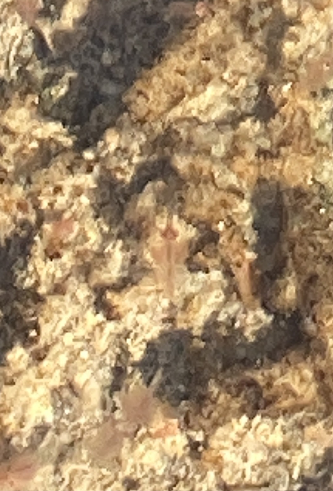 Artemia monica Verrill, 1869