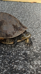 Deirochelys reticularia